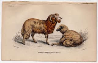 1846ǯ Jardine Naturalist's Library Ӯ Pl.17  СХꥷ° СХ꡼ Barbary Breed of Wild Sheep