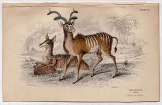 1846ǯ Jardine Naturalist's Library Ӯ Pl.20  ֥åХå°  The Koodoo