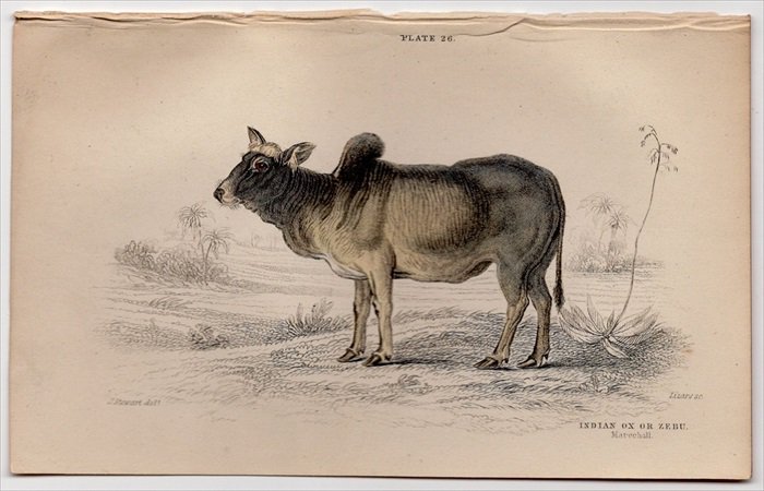 1846年 Jardine Naturalist's Library 哺乳類 Pl.26 ウシ科 ウシ属 コブウシ Indian Ox or Zebu  - アンティークプリント ボタニカルアート 博物画の通販サイト Spirito di Artigiano