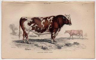 1846年 Jardine Naturalist's Library 哺乳類 Pl.27 ウシ科 ウシ属 ウシ British Short Horn