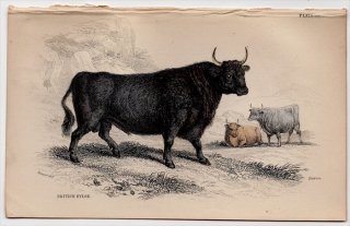 1846年 Jardine Naturalist's Library 哺乳類 Pl.28 ウシ科 ウシ属 オーロックス British Kyloe