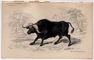 1846年 Jardine Naturalist's Library 哺乳類 Pl.29 ウシ科 アフリカスイギュウ属 アフリカスイギュウ The African Buffalo