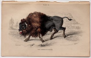 1846年 Jardine Naturalist's Library 哺乳類 Pl.30 ウシ科 バイソン属 アメリカバイソン The American Bison