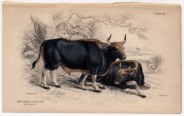 1846年 Jardine Naturalist's Library 哺乳類 Pl.31 ウシ科 ウシ属 ガウル Tha Gayal -  アンティークプリント 博物画 ボタニカルアートの通販サイト Spirito di Artigiano