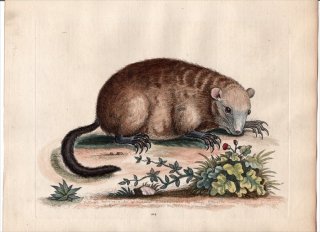 1747年 Edwards 珍しい鳥類の自然史 初版 Pl.104 リス科 マーモット属 ウッドチャック The Monax, or Marmottem, of America