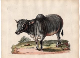 1751年 Edwards 珍しい鳥類の自然史 初版 Pl.200 ウシ科 ウシ属 コブウシ The Little Indian Buffalo