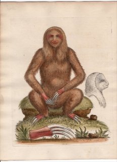 1760年 Edwards 博物収集 初版 Pl.310 ミユビナマケモノ科 ミユビナマケモノ属 ノドジロミユビナマケモノ The Sloth