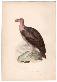 1875年 Bree ヨーロッパ鳥類史 タカ科 ミミヒダハゲワシ属 ミミ