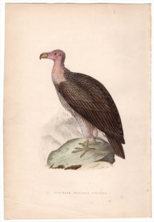 1875ǯ Bree 衼åĻ  ߥߥҥϥ亮° ߥߥҥϥ亮 Northern Sociable Vulture