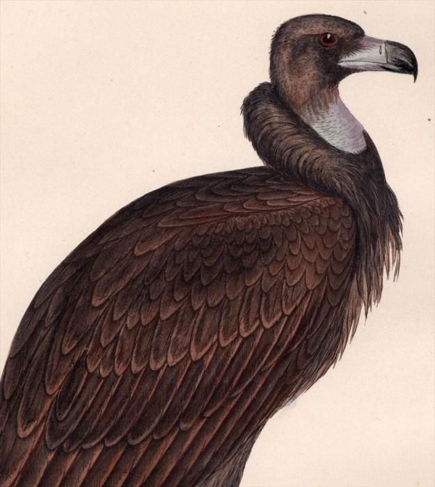 1875年 Bree ヨーロッパ鳥類史 タカ科 クロハゲワシ属