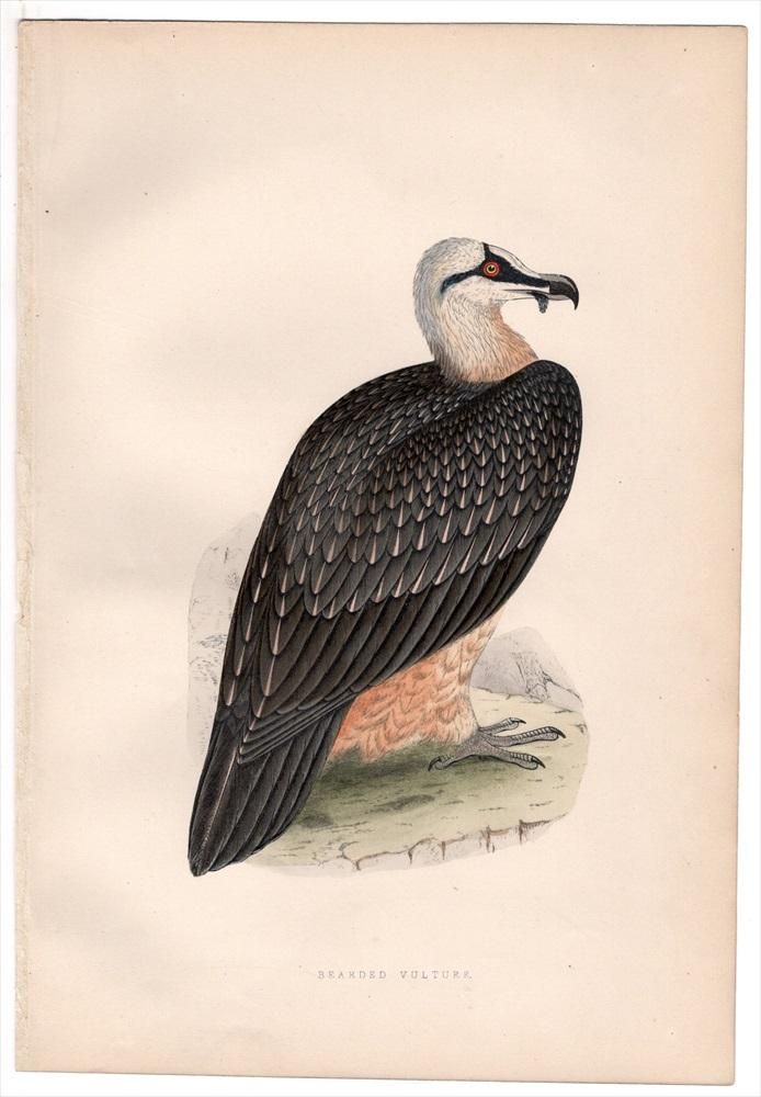 1875年 Bree ヨーロッパ鳥類史 タカ科 ヒゲワシ属 ヒゲワシ