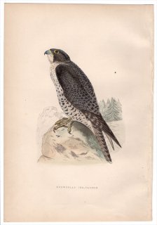 1875ǯ Bree 衼åĻ ϥ֥ ϥ֥° ϥ֥ Norwegian Jer-Falcon