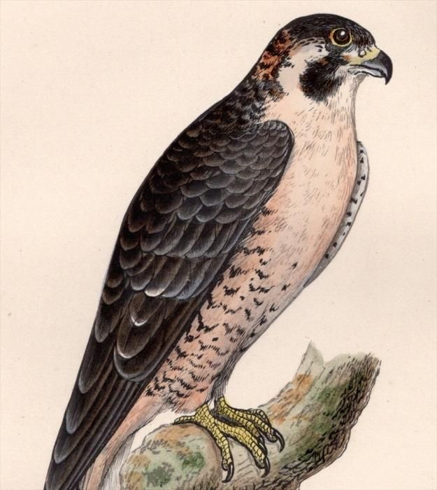 1875年 Bree ヨーロッパ鳥類史 ハヤブサ科 ハヤブサ属