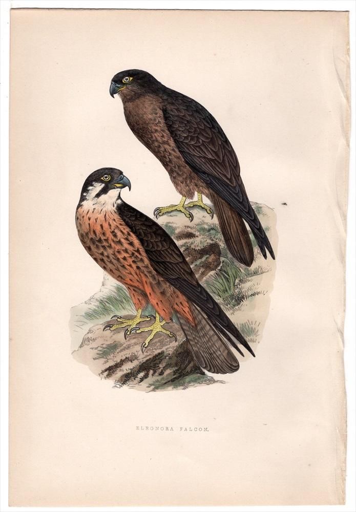 Anton Znaniecki ハヤブサ Falcon 絵画 ハヤブサの絵を制作中です🦅 Drawing of Peregrine Falcon
