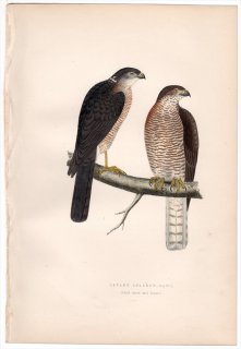 1875年 Bree ヨーロッパ鳥類史 タカ科 オオタカ属 レバントハイタカ Levant Sparrow-Hawk 成鳥 雄 雌