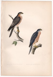 1875ǯ Bree 衼åĻ  °  Calcutta Sparrow-Hawk