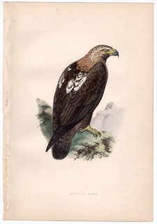 1875年 Bree ヨーロッパ鳥類史 タカ科 イヌワシ属 カタシロワシ Imperial Eagle