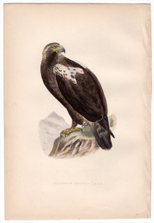 1875年 Bree ヨーロッパ鳥類史 タカ科 イヌワシ属 イベリアカタシロワシ Adalbert's Imperial Eagle