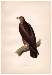 1875年 Bree ヨーロッパ鳥類史 タカ科 イヌワシ属 ソウゲンワシ Caspian Bifasciated Eagle