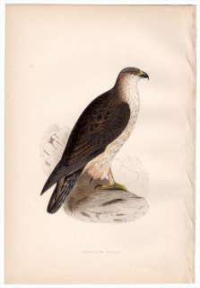 1875年 Bree ヨーロッパ鳥類史 タカ科 イヌワシ属 ボネリークマタカ Bonelli's Eagle