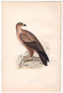 1875年 Bree ヨーロッパ鳥類史 タカ科 イヌワシ属 アフリカソウゲンワシ Tawny Eagle
