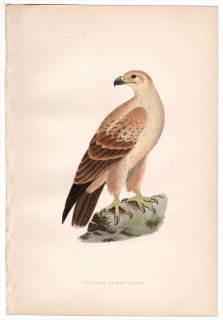 1875年 Bree ヨーロッパ鳥類史 タカ科 イヌワシ属 アフリカソウゲンワシ Cullen's Tawny Eagle