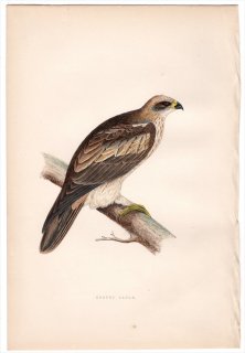 1875年 Bree ヨーロッパ鳥類史 タカ科 ケアシクマタカ属 ヒメクマタカ Booted Eagle