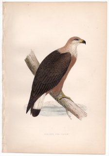 1875年 Bree ヨーロッパ鳥類史 タカ科 ウミワシ属 キガシラウミワシ Pallas's Sea Eagle