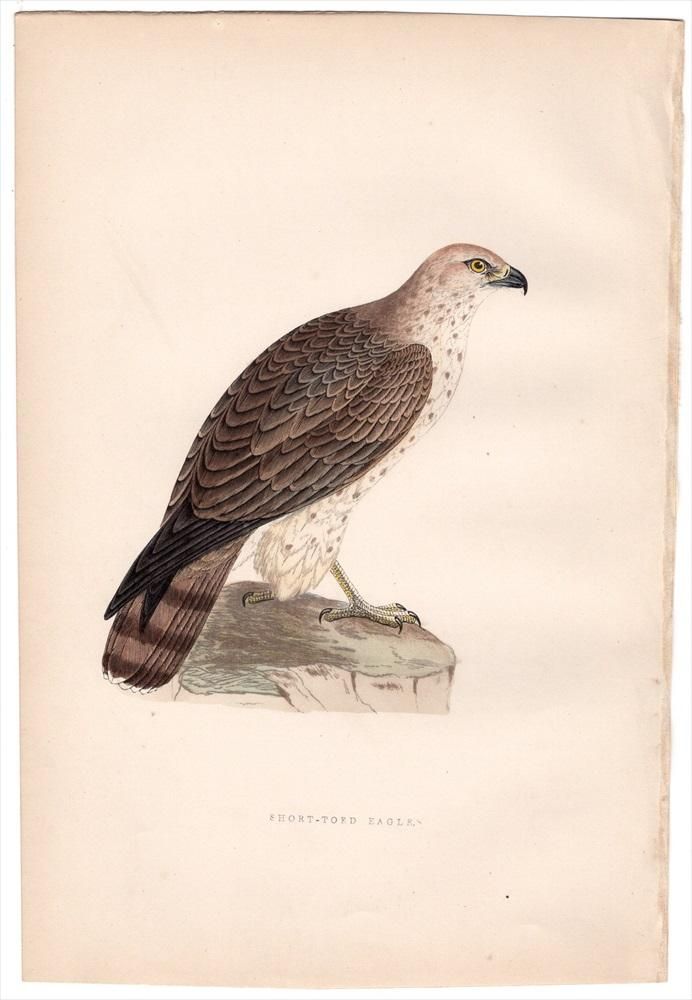 1875年 Bree ヨーロッパ鳥類史 タカ科 チュウヒワシ属