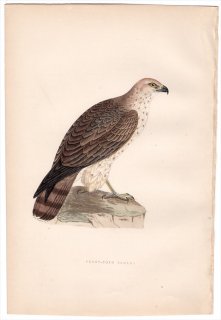 1875年 Bree ヨーロッパ鳥類史 タカ科 チュウヒワシ属 チュウヒワシ Short-Toed Eagle