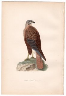 1875年 Bree ヨーロッパ鳥類史 タカ科 ノスリ属 ニシオオノスリ Long-Legged Buzzard