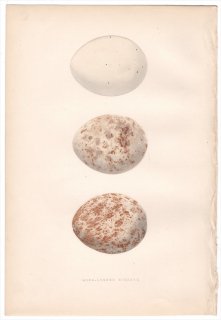 1875年 Bree ヨーロッパ鳥類史 タカ科 ノスリ属 ニシオオノスリ Long-Legged Buzzard 卵