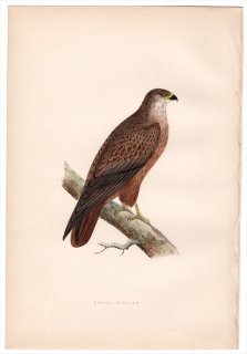 1875ǯ Bree 衼åĻ  Υ° 衼åѥΥ Desert Buzzard