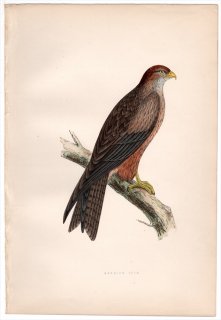1875年 Bree ヨーロッパ鳥類史 タカ科 トビ属 キバシトビ Arabian Kite