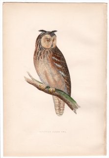 1875ǯ Bree 衼åĻ ե 亮ߥߥ° ե饪亮ߥߥ Egyptian Eared Owl