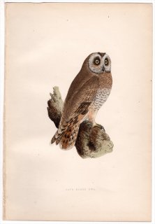 1875ǯ Bree 衼åĻ ե ȥե° եꥫߥߥ Cape Eared Owl