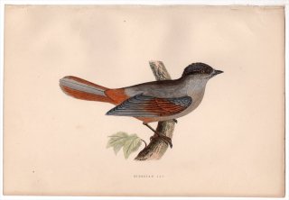 1875年 Bree ヨーロッパ鳥類史 カラス科 アカオカケス属 アカオカケス Siberian Jay