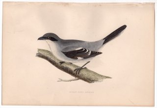 1875ǯ Bree 衼åĻ ⥺ ⥺° ⥺ Great Grey Shrike