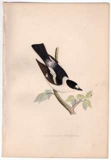 1875ǯ Bree 衼åĻ ҥ ӥ° ҥ White-Collared Flycatcher