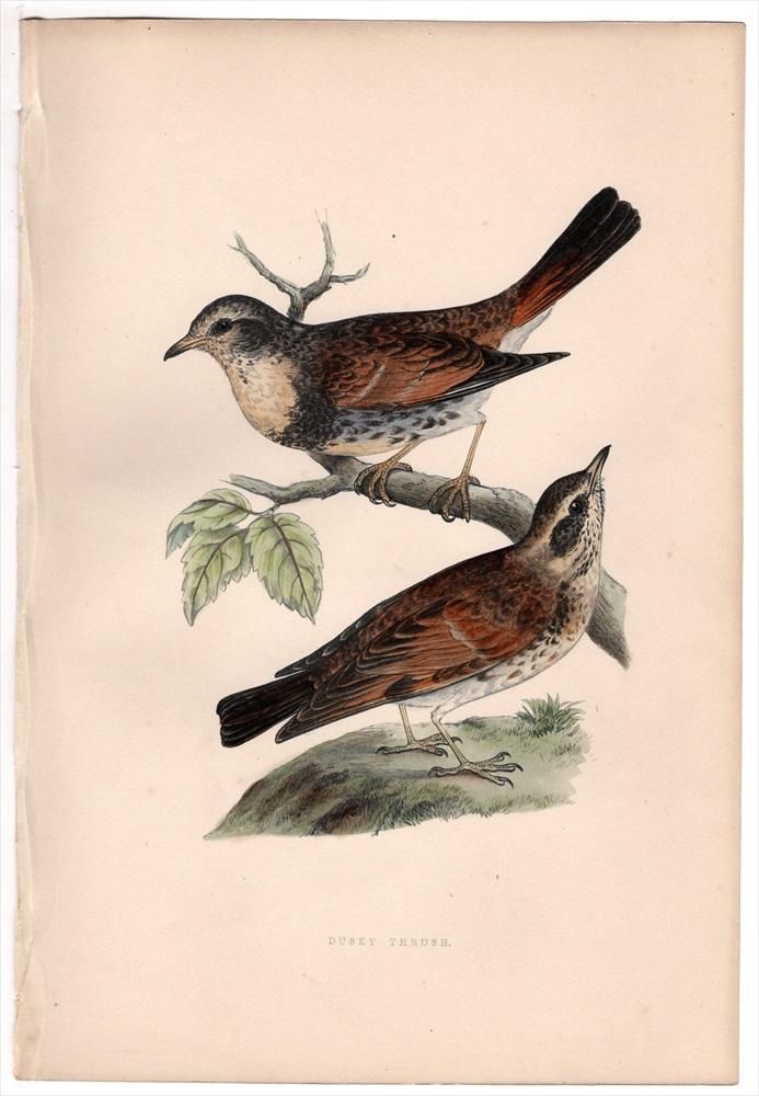 1875年 Bree ヨーロッパ鳥類史 マネシツグミ科 マルガロプス属