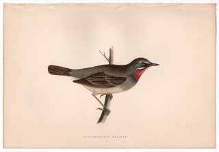 1875ǯ Bree 衼åĻ ҥ Υ° Υ Ruby-Throated Warbler