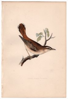1875ǯ Bree 衼åĻ ҥ ֥° ƥ֥ޥɥ Lesser Rufous Warbler