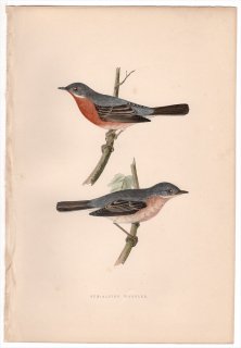 1875ǯ Bree 衼åĻ ޥʥ 륫° ॷ Sub-Alpine Warbler