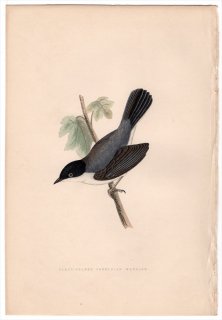 1875ǯ Bree 衼åĻ ޥʥ 륫° ॷ Black-Headed Sardinian Warbler