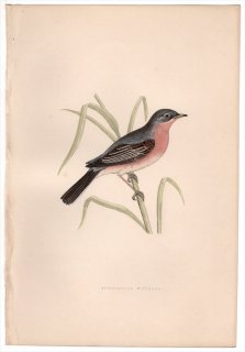 1875ǯ Bree 衼åĻ ޥʥ 륫° ߥʥߥΥɥॷ Spectacled Warbler