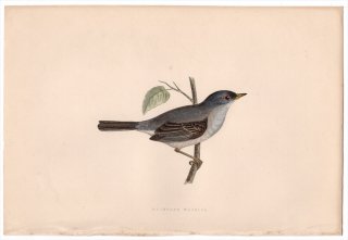 1875ǯ Bree 衼åĻ ॷ 륫° ͥߥʥॷ Marmora's Warbler