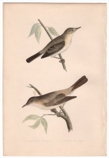 1875ǯ Bree 衼åĻ 襷 ॷ° ϥॷ Olivaceous Warbler Pale Warbler