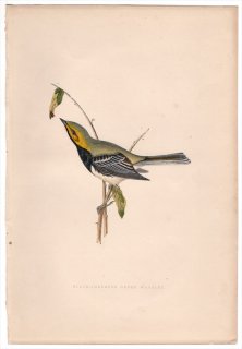 1875ǯ Bree 衼åĻ ꥫॷ ϥॷ° Υɥߥɥꥢꥫॷ Black-Throated Green Warbler