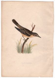 1875ǯ Bree 衼åĻ 襷 襷° ̥ޥ襷 Marsh Warbler