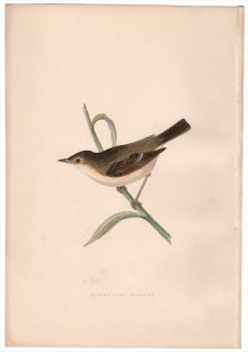1875ǯ Bree 衼åĻ˥襷 ॷ° ҥᥦॷ Booted Reed Warbler